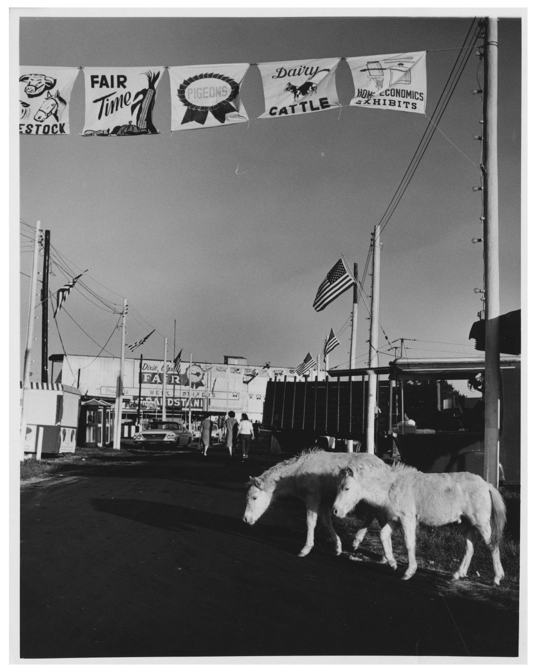 Dixie Donkeys.jpg
